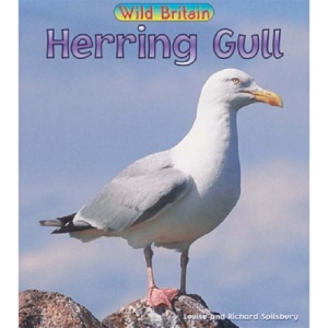 Herring Gull (Wild Britain)