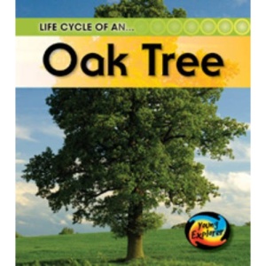 Life Cycle of an Oaktree (Life Cycles)