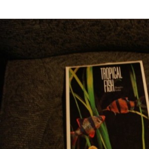 Tropical Fish