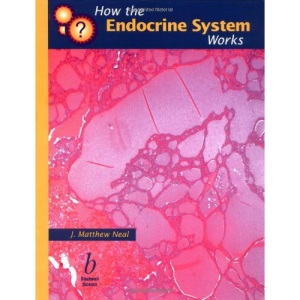 How the Endocrine System Works (How it works)