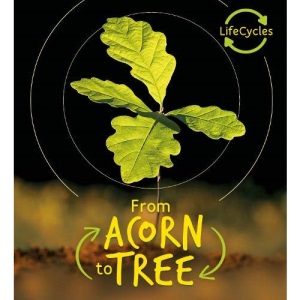 Lifecycles - Acorn to Tree