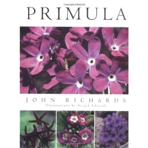 Primula