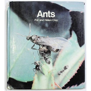 Ants (Nature in close-up)
