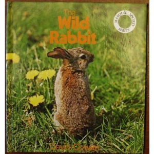The Wild Rabbit