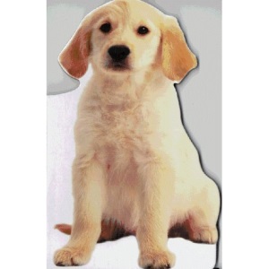 Lifesize: Puppy Board Book (Eye Openers See How They Grow)