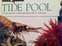 Tide Pool Look Closer