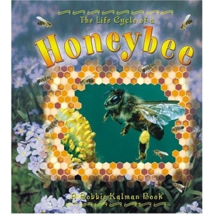 The Life Cycle of a Honeybee