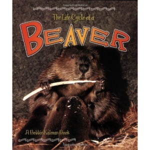 The Life Cycle of a Beaver (Life Cycle of A...(Paperback))