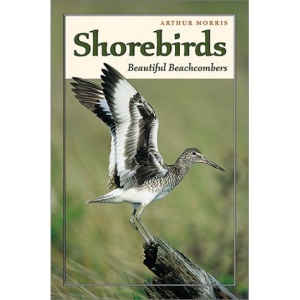 Shorebirds: Beautiful Beachcombers