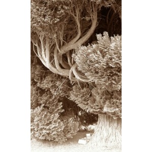 Rudolf Steiner: A Scientist of the Invisible