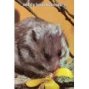 Teddy Bear Hamsters