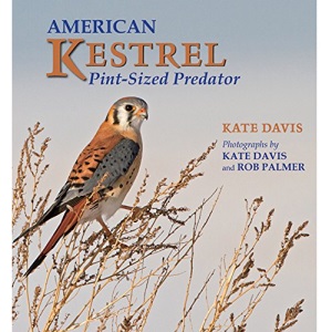 American Kestrel