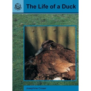 The Life of a Duck (Magic Beans)
