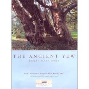 The Ancient Yew
