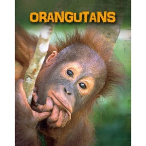 Orangutans (Living in the Wild: Primates)