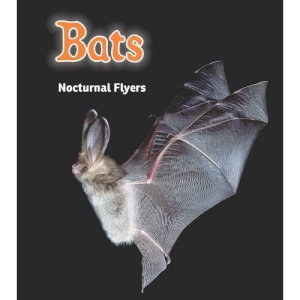 Bats: Nocturnal Flyers (Night Safari)