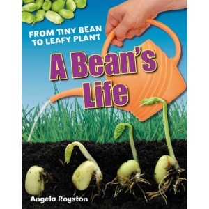 A Bean's Life: Age 6-7, Below Average Readers (White Wolves Non Fiction)