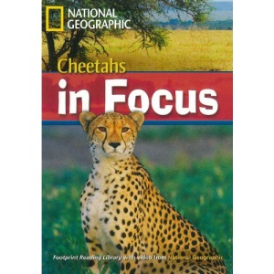Cheetahs in Focus