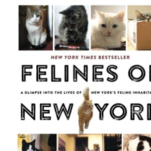 Felines of New York: A Glimpse Into the Lives of New York's Feline Inhabitants