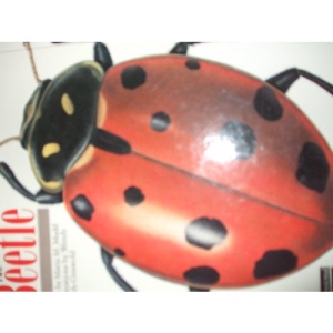 The Beetle (Dimensional Nature Portfolio)