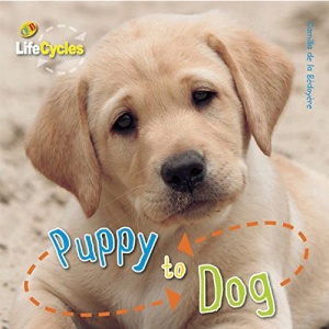 Puppy to Dog (Life Cycles (QEB Publishing))