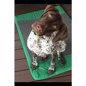 Zara the Geeper’s 2019 Dog Blog: Musings of an Exceptioal Dog