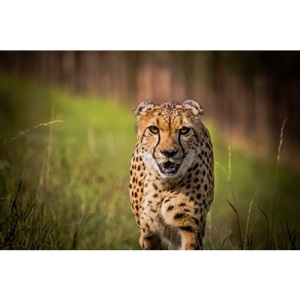 Unknown (Australias Most Dangerous)