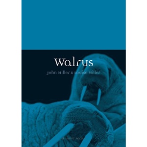 Walrus (Animal)