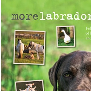 Morelabradorable: Follow the adventures of Barnaby the labrador and his friends