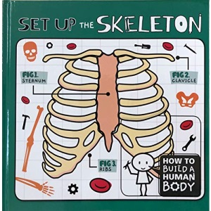 Set Up the Skeleton (How to Build a Human Body)