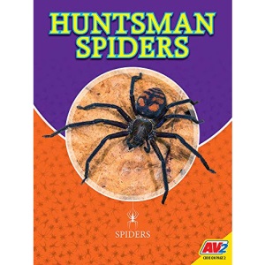 Huntsman Spiders