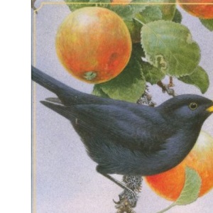 Country Birds Day Book