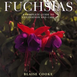 Fuchsias