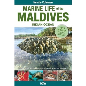 Marine Life of the Maldives - Indian Ocean