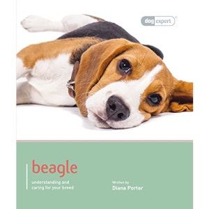 Beagle - Dog Expert (Best of Breed)