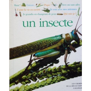 Qui suis-je ? un insecte