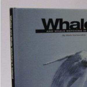 Whales and Whale Watching In Iceland